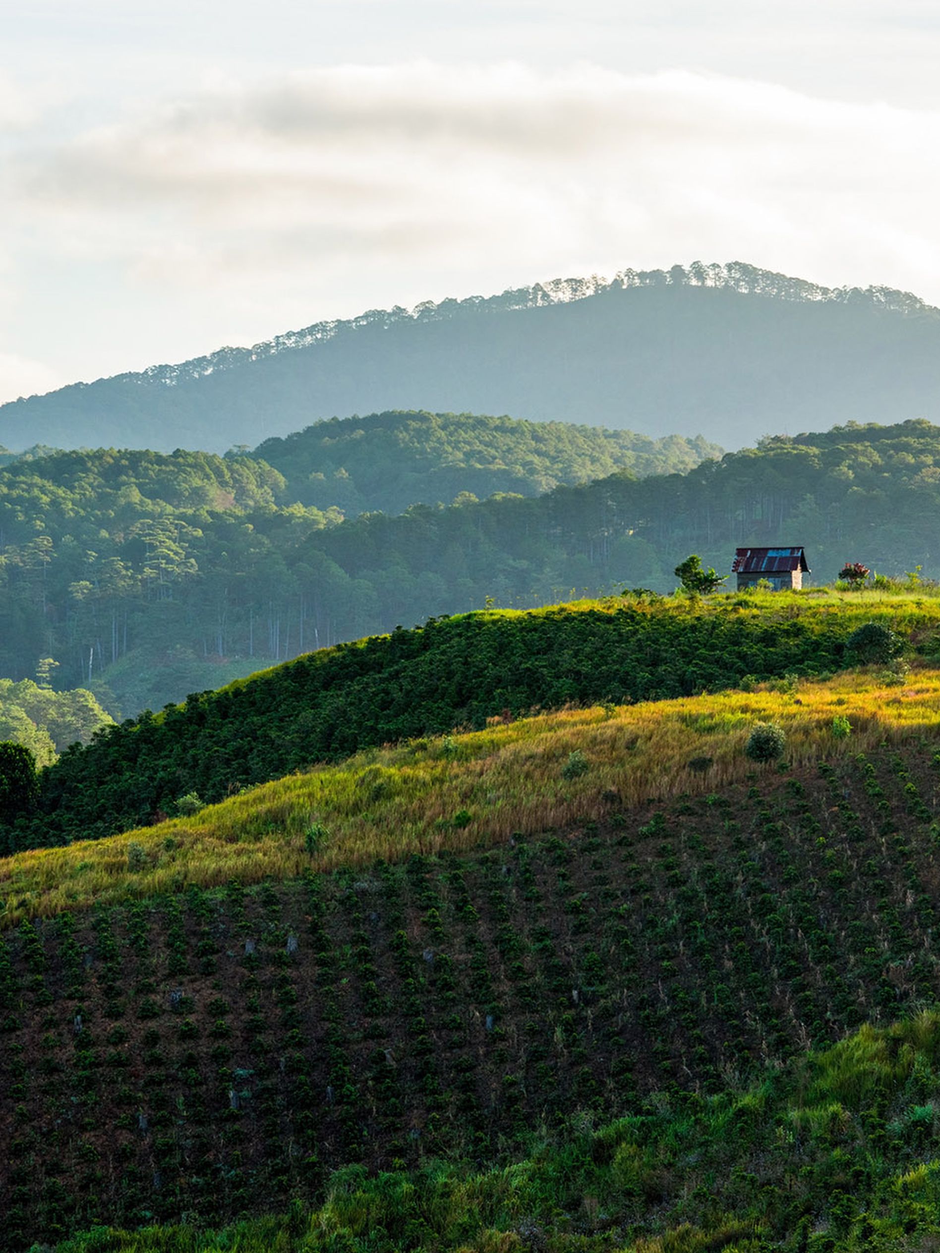 Landscape with coffee growing in green hills